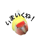コザクラインコのキロちゃんその②（個別スタンプ：7）