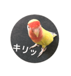 コザクラインコのキロちゃんその②（個別スタンプ：8）