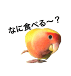 コザクラインコのキロちゃんその②（個別スタンプ：9）