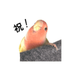 コザクラインコのキロちゃんその②（個別スタンプ：11）