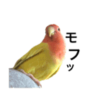 コザクラインコのキロちゃんその②（個別スタンプ：12）