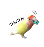 コザクラインコのキロちゃんその②（個別スタンプ：13）