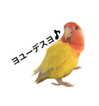 コザクラインコのキロちゃんその②（個別スタンプ：14）
