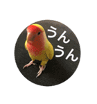 コザクラインコのキロちゃんその②（個別スタンプ：15）