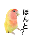 コザクラインコのキロちゃんその②（個別スタンプ：16）
