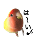 コザクラインコのキロちゃんその②（個別スタンプ：17）