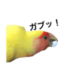 コザクラインコのキロちゃんその②（個別スタンプ：19）