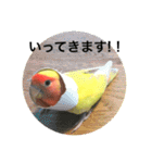 コザクラインコのキロちゃんその②（個別スタンプ：20）