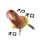 コザクラインコのキロちゃんその②（個別スタンプ：21）