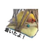 コザクラインコのキロちゃんその②（個別スタンプ：22）