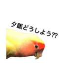 コザクラインコのキロちゃんその②（個別スタンプ：23）
