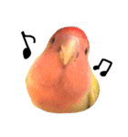 コザクラインコのキロちゃんその②（個別スタンプ：24）