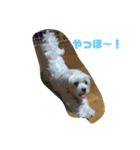 まるちーずのまるお（個別スタンプ：1）