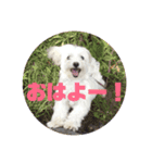 まるちーずのまるお（個別スタンプ：10）