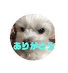 まるちーずのまるお（個別スタンプ：13）