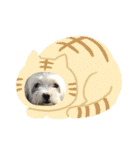 まるちーずのまるお（個別スタンプ：14）