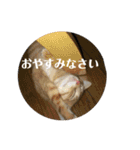 まめちゃり2（個別スタンプ：5）