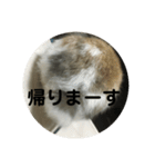 ロップイヤーうさぎのキャロ スタンプ（個別スタンプ：2）