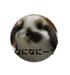 ロップイヤーうさぎのキャロ スタンプ（個別スタンプ：3）