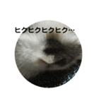 ロップイヤーうさぎのキャロ スタンプ（個別スタンプ：8）