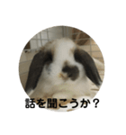 ロップイヤーうさぎのキャロ スタンプ（個別スタンプ：10）