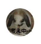 ロップイヤーうさぎのキャロ スタンプ（個別スタンプ：12）