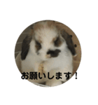 ロップイヤーうさぎのキャロ スタンプ（個別スタンプ：13）