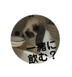 ロップイヤーうさぎのキャロ スタンプ（個別スタンプ：14）