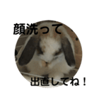 ロップイヤーうさぎのキャロ スタンプ（個別スタンプ：15）