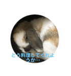 ロップイヤーうさぎのキャロ スタンプ（個別スタンプ：17）