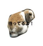 ロップイヤーうさぎのキャロ スタンプ（個別スタンプ：18）