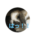 ロップイヤーうさぎのキャロ スタンプ（個別スタンプ：20）