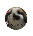 ロップイヤーうさぎのキャロ スタンプ（個別スタンプ：21）