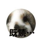 ロップイヤーうさぎのキャロ スタンプ（個別スタンプ：24）