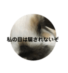 ロップイヤーうさぎのキャロ スタンプ（個別スタンプ：25）