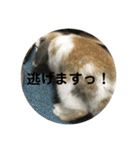 ロップイヤーうさぎのキャロ スタンプ（個別スタンプ：26）