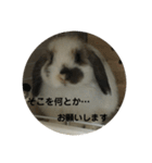 ロップイヤーうさぎのキャロ スタンプ（個別スタンプ：27）