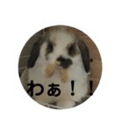 ロップイヤーうさぎのキャロ スタンプ（個別スタンプ：29）