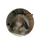 ロップイヤーうさぎのキャロ スタンプ（個別スタンプ：30）