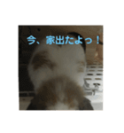 ロップイヤーうさぎのキャロ スタンプ（個別スタンプ：31）