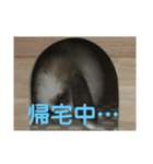 ロップイヤーうさぎのキャロ スタンプ（個別スタンプ：32）