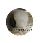 ロップイヤーうさぎのキャロ スタンプ（個別スタンプ：33）