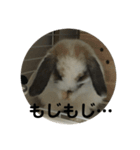 ロップイヤーうさぎのキャロ スタンプ（個別スタンプ：34）