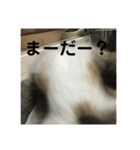 ロップイヤーうさぎのキャロ スタンプ（個別スタンプ：39）