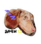 愛犬ダックスフンド（個別スタンプ：1）