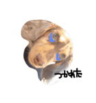 愛犬ダックスフンド（個別スタンプ：2）
