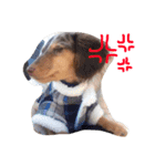 愛犬ダックスフンド（個別スタンプ：3）