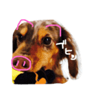 愛犬ダックスフンド（個別スタンプ：4）