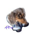 愛犬ダックスフンド（個別スタンプ：6）