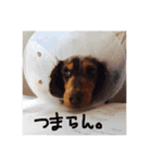 愛犬ダックスフンド（個別スタンプ：7）
